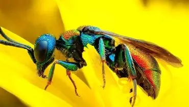 ۵ زنبور با طراحی خیره‌کننده؛ شاهکارهای طبیعت از میان هزاران گونه + فیلم
