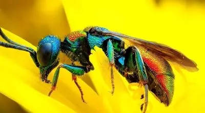 ۵ زنبور با طراحی خیره‌کننده؛ شاهکارهای طبیعت از میان هزاران گونه + فیلم