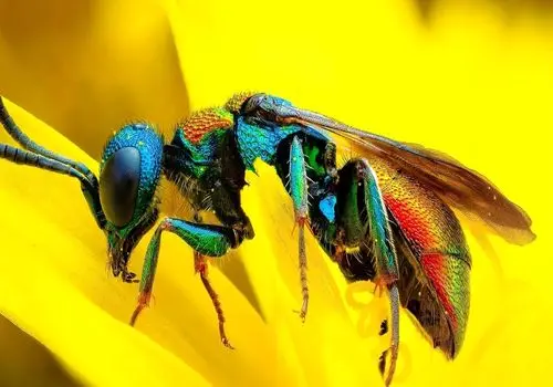 ۵ موجود مقاوم زمینی که از سفر فضایی جان سالم به در بردند