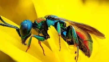 ۵ زنبور با طراحی خیره‌کننده؛ شاهکارهای طبیعت از میان هزاران گونه + فیلم