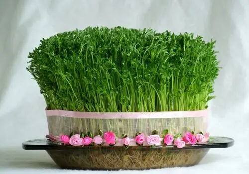 آموزش قدم به قدم کاشت سبزه ماش برای سفره هفت سین+فیلم