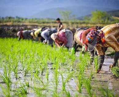 لزوم حمایت دولت از کشاورزان، باغداران و برنج‌کاران