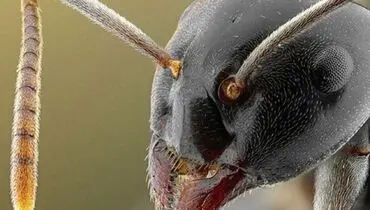 کشف مورچه ای بی رحم با شکلی عجیب که در تاریکی زندگی می کند+ فیلم