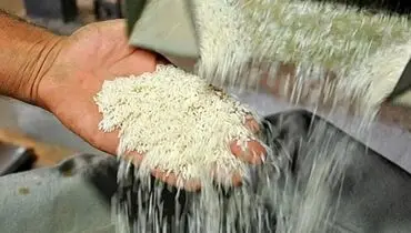 ماجرای ورود برنج‌ آمریکایی به کشور چیست؟ | این برنج ها در ۳ مدل و با این قیمت عرضه می شوند + تصاویر