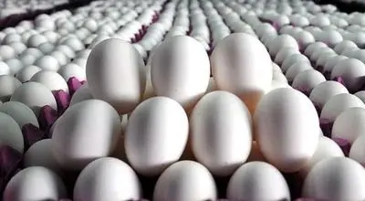هشدار اتحادیه مرغداران درباره گران‌فروشی تخم‌مرغ در بازار