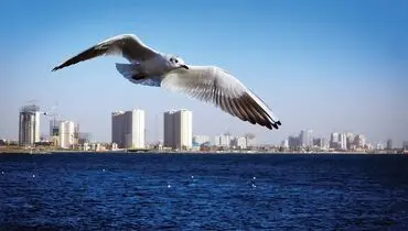 مقایسه دقت کلاغ با مرغ دریایی برای برداشتن غذا+ فیلم