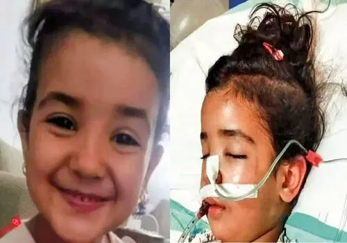 دارزدن دلخراش چهار قلاده روباه در مازندران+عکس