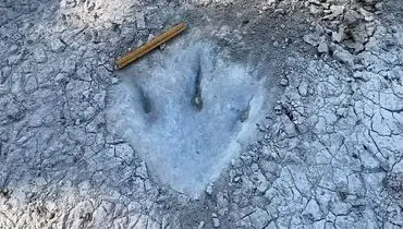 راز ۱۶ هزار ردپای دایناسور پس از ۶۶ میلیون سال + عکس