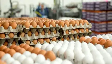 جدیدترین قیمت تخم مرغ در خرداد ۱۴۰۴