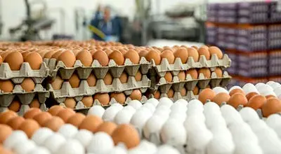 جدیدترین قیمت تخم مرغ در خرداد ۱۴۰۴