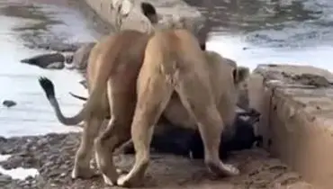 شیرهای بی‌رحم، آهوی گرفتار در باتلاق را کشتند/ویدیو 