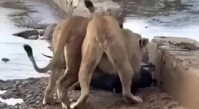 شیرهای بی‌رحم، آهوی گرفتار در باتلاق را کشتند/ویدیو 