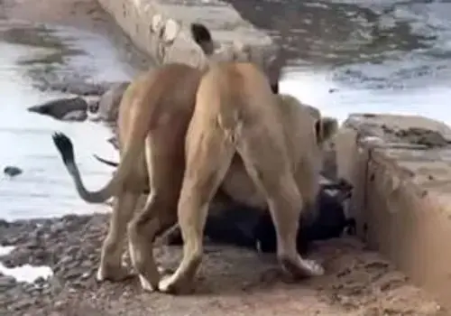 شیرهای بی‌رحم، آهوی گرفتار در باتلاق را کشتند/ویدیو 