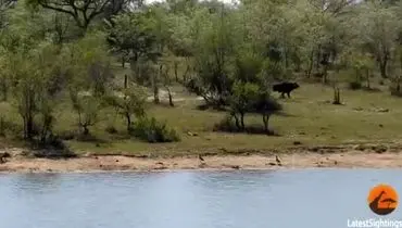 نجات معجزه آسای یک گاومیش از حمله شیر‌ها و کروکودیل/ویدیو 