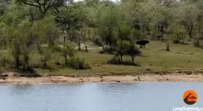 نجات معجزه آسای یک گاومیش از حمله شیر‌ها و کروکودیل/ویدیو 