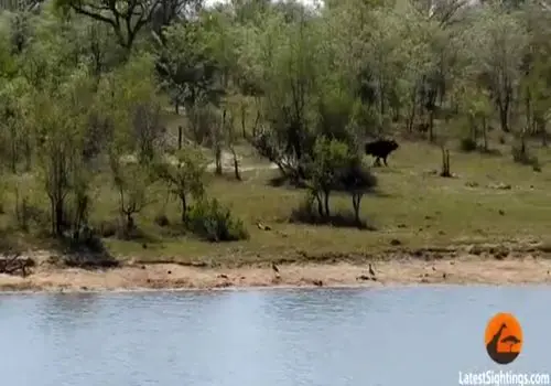 نجات معجزه آسای یک گاومیش از حمله شیر‌ها و کروکودیل/ویدیو 