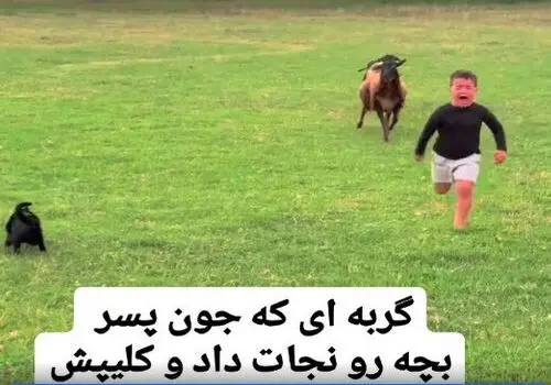 گازگرفتگی سگ و گربه/ چه کارهایی باید بلافاصله انجام دهید؟