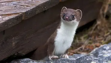 ۱۰ گونه جانوری که ماده‌ها در شکارگری از نرها پیشی می‌گیرند + عکس