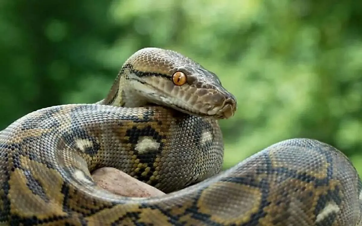 بارونس  درازترین مار وحشی جهان شد
