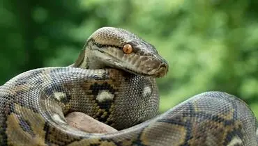 بارونس  درازترین مار وحشی جهان شد
