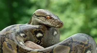 بارونس  درازترین مار وحشی جهان شد
