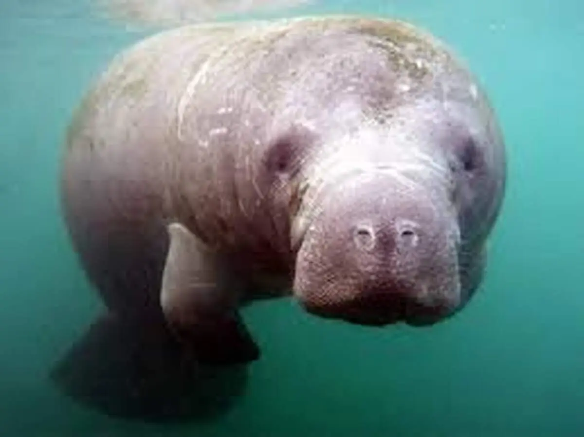 اسرار تازه‌ای از اعماق خلیج‌فارس | گاو دریاییِ باستانی که اقلیم زمین را شکل داد
