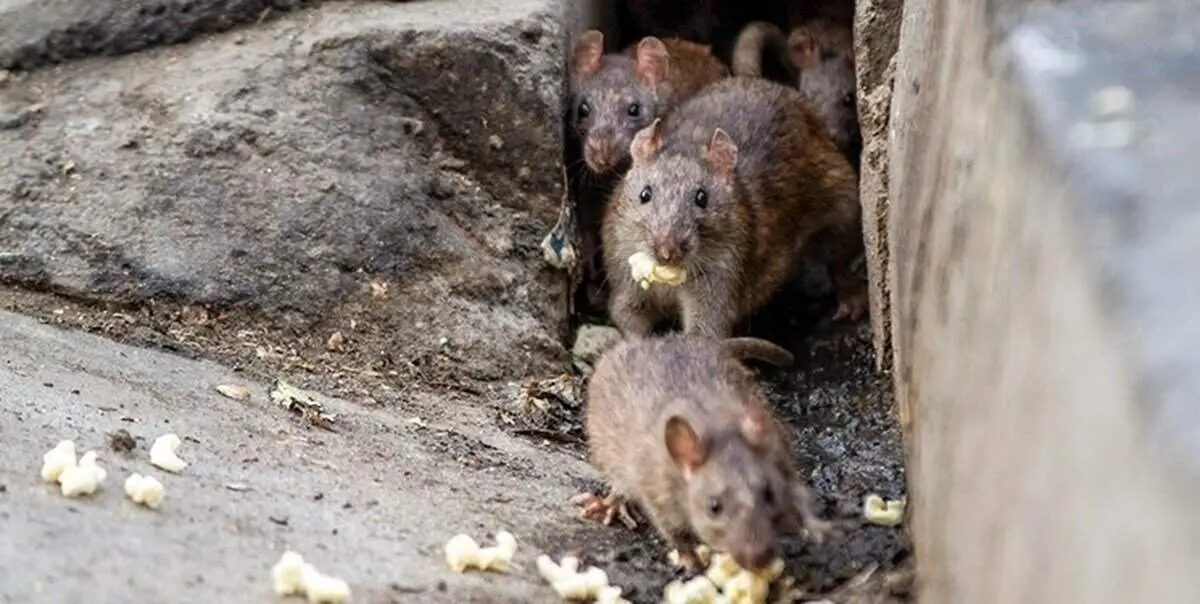 بحران موش ها در تهران: جمعیتشان از کنترل خارج می‌شود!