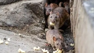 بحران موش ها در تهران: جمعیتشان از کنترل خارج می‌شود!