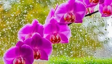 ارکیده؛ گلی با قدمت میلیون ها سال!+ فیلم