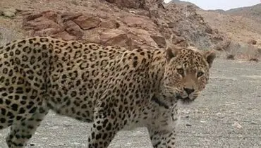 کوهپیمایی پلنگ ایرانی در میان برف های زمستانی+فیلم