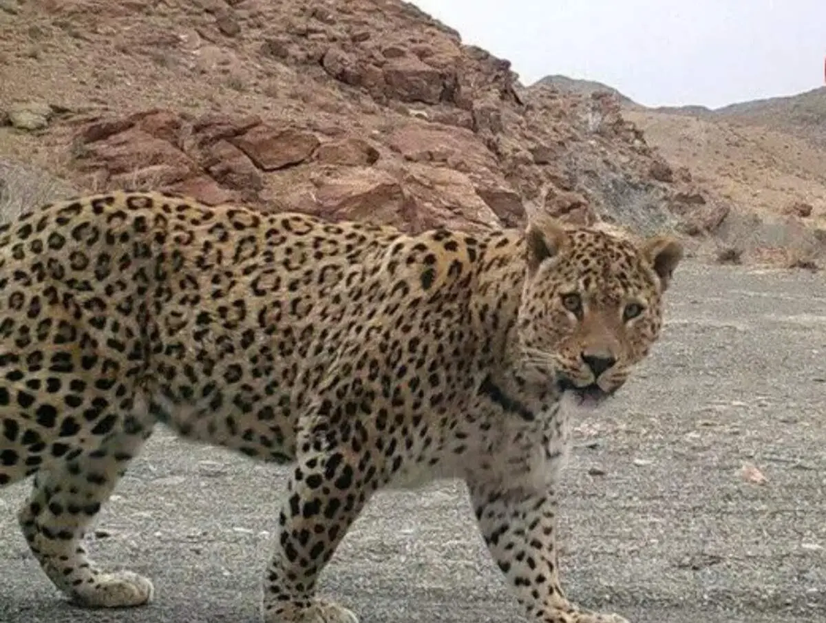 کوهپیمایی پلنگ ایرانی در میان برف های زمستانی+فیلم