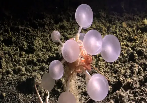 وقتی اعماق سرد زمین، رازهای جانوری خود را فاش می‌کنند/ اکتشاف جانوران ناشناخته در آب‌های یخ‌زده جنوبگان