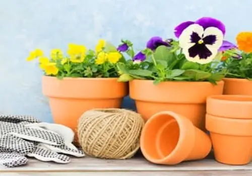 این 3 گیاه برای آرامش معده معجزه میکنند
