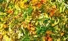 طرز تهیه شوید لوبیا پلو خوشمزه و مجلسی