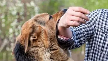 اولین اقدامات پس از حیوان‌گزیدگی