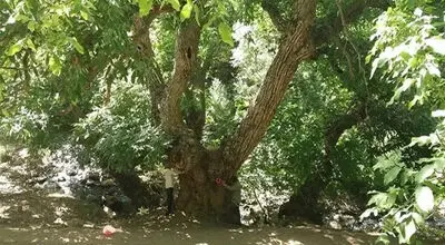چند قرن زندگی در دل طبیعت؛ درخت گردوی هزارساله ایران ثبت ملی شد