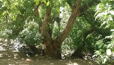 چند قرن زندگی در دل طبیعت؛ درخت گردوی هزارساله ایران ثبت ملی شد