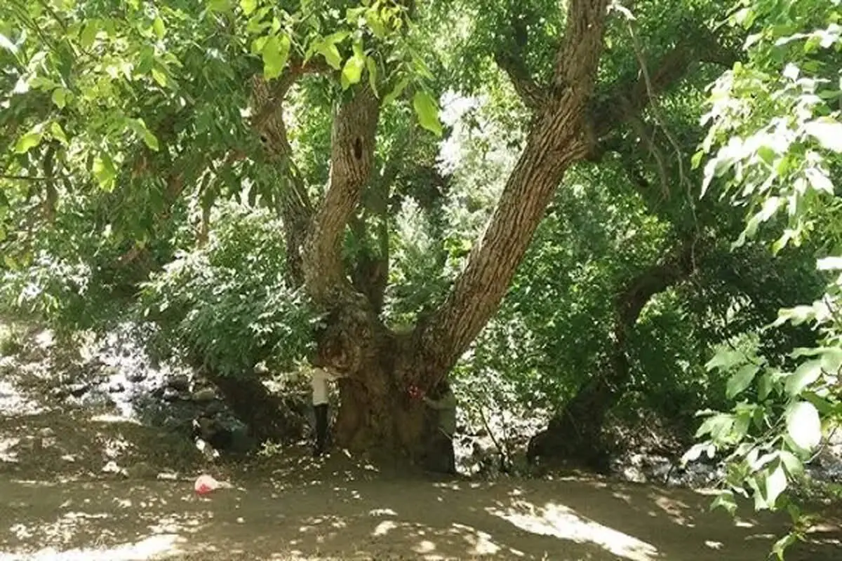 چند قرن زندگی در دل طبیعت؛ درخت گردوی هزارساله ایران ثبت ملی شد