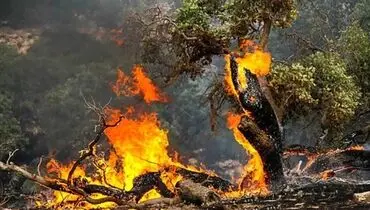 درخواست اعزام فوری بالگرد برای آتش سوزی در جنگل‌های جاده چالوس