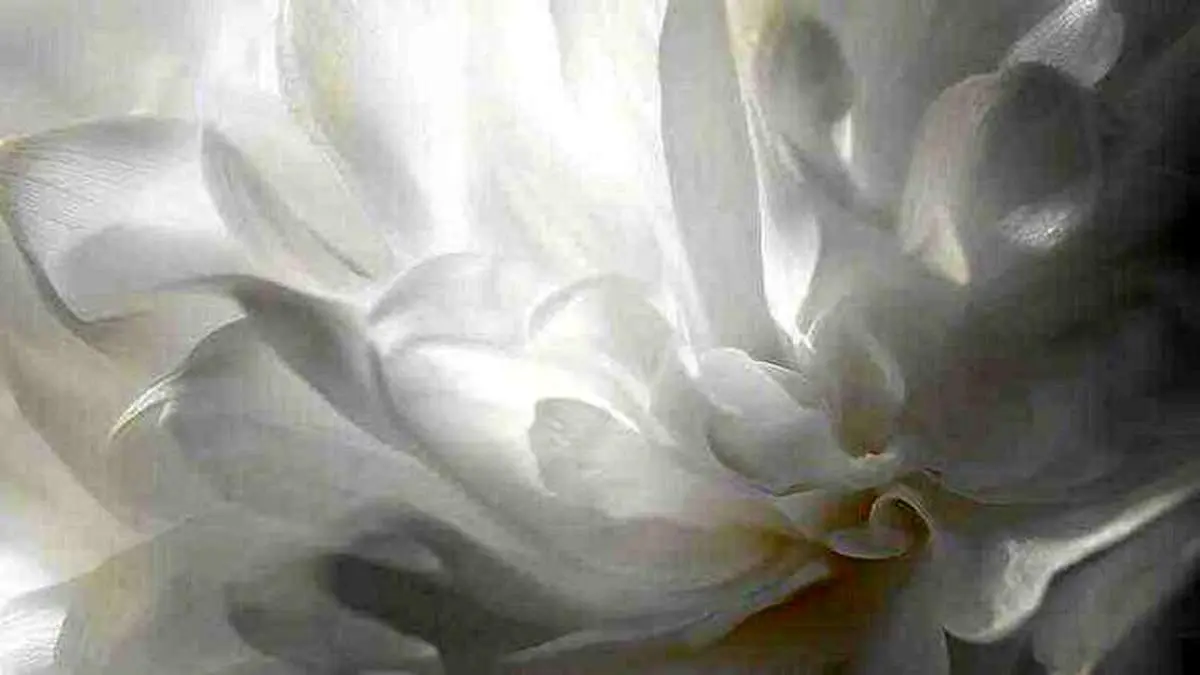 چطور رنگ سال ۲۰۲۶ رو وارد استایل شخصی کنیم؟