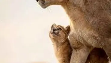 لحظه ملاقات  شیر مادر و توله‌ها پس از طوفان و سیل + فیلم
