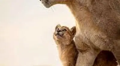 لحظه ملاقات  شیر مادر و توله‌ها پس از طوفان و سیل + فیلم
