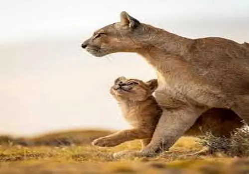 لحظه ملاقات  شیر مادر و توله‌ها پس از طوفان و سیل + فیلم
