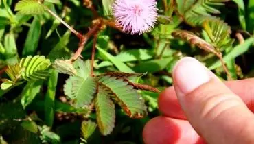 چگونه از گل قهر و آشتی مراقبت کنیم؟/  راهنمای کامل پرورش