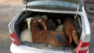 بازار داغ معاوضه گوسفند با خودرو!
