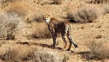 توران، طلای سبز اقتصاد ملی در آستانه انقراض!