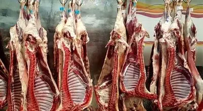وعده جدید دولت برای خودکفایی در تولید گوشت قرمز