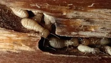 روش‌های از بین بردن موریانه در خانه