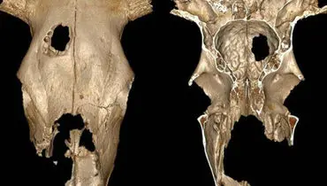 چرا  نئاندرتال‌ها ۴۳ هزار سال پیش جمجمه حیوانات را جمع می‌کردند؟
