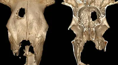 چرا  نئاندرتال‌ها ۴۳ هزار سال پیش جمجمه حیوانات را جمع می‌کردند؟
